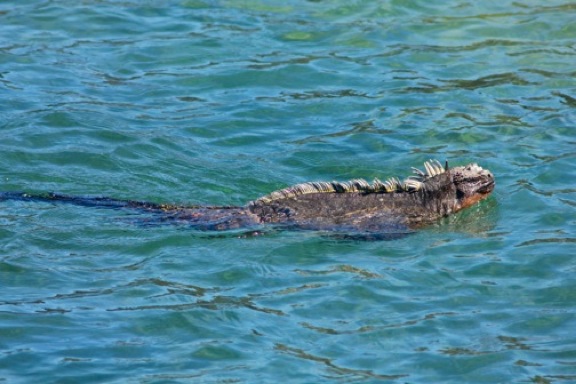galapagos marine iguana2 GALAPAGOS ISLANDS DAY 2  Photo Gallery
